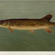 Illustration for article titled Fishes of North America That are Captured on Hook and Line